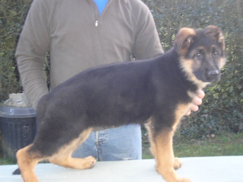 Du Cocamax - Chiots disponibles - Berger Allemand