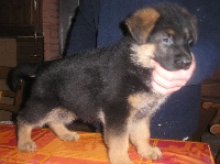 CHIOT