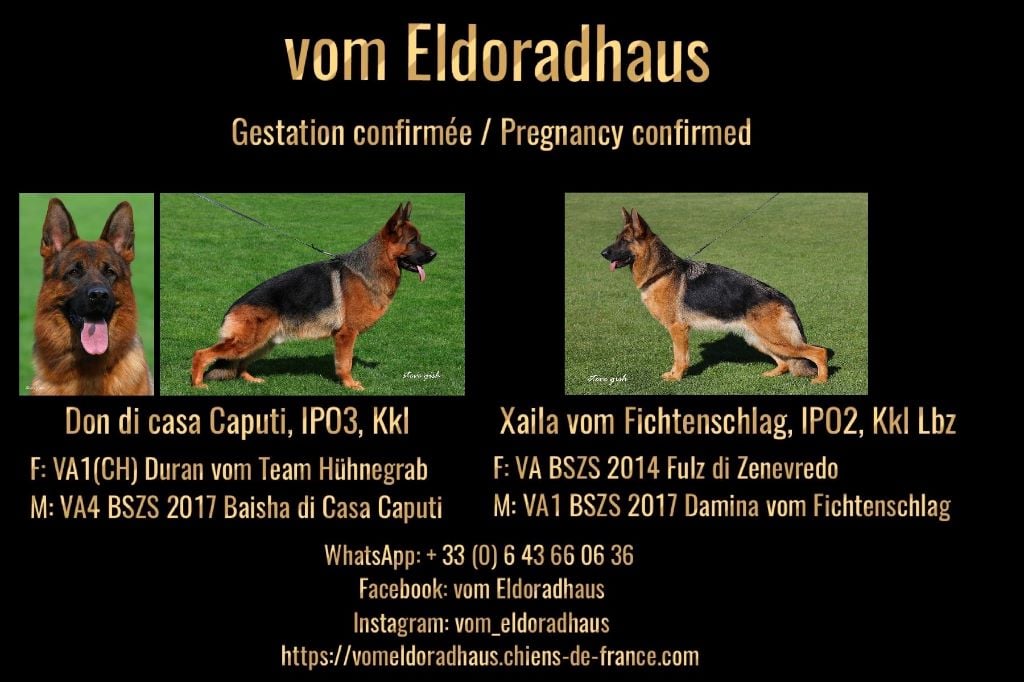 Vom Eldoradhaus - Don - Xaila chiot nés le 01.03.2019