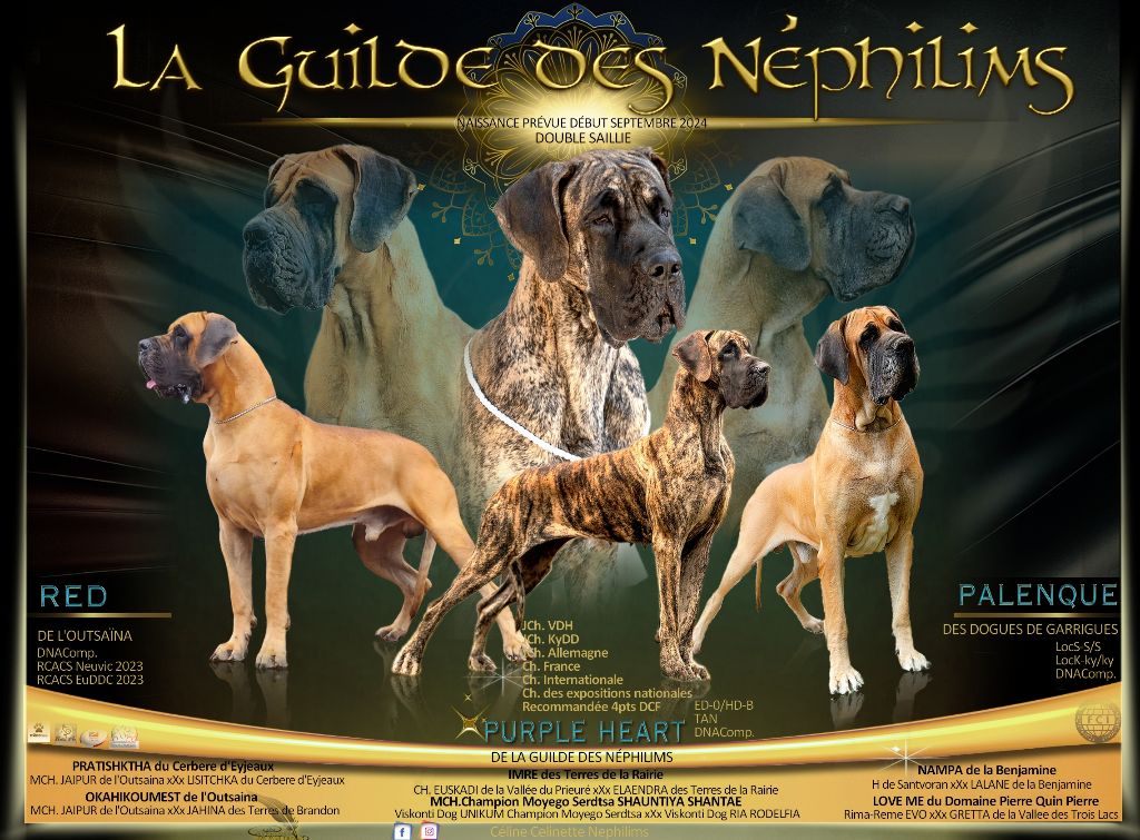 De La Guilde Des Néphilims - Nouvelle portée fauve bringée 2024 DOUBLE SAILLIE