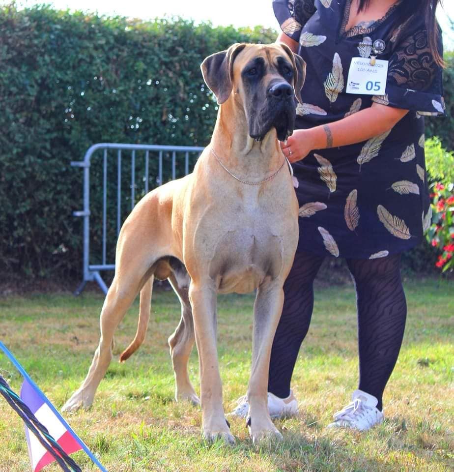 De La Guilde Des Néphilims - Nouveau Jeune Champion THEODDEN