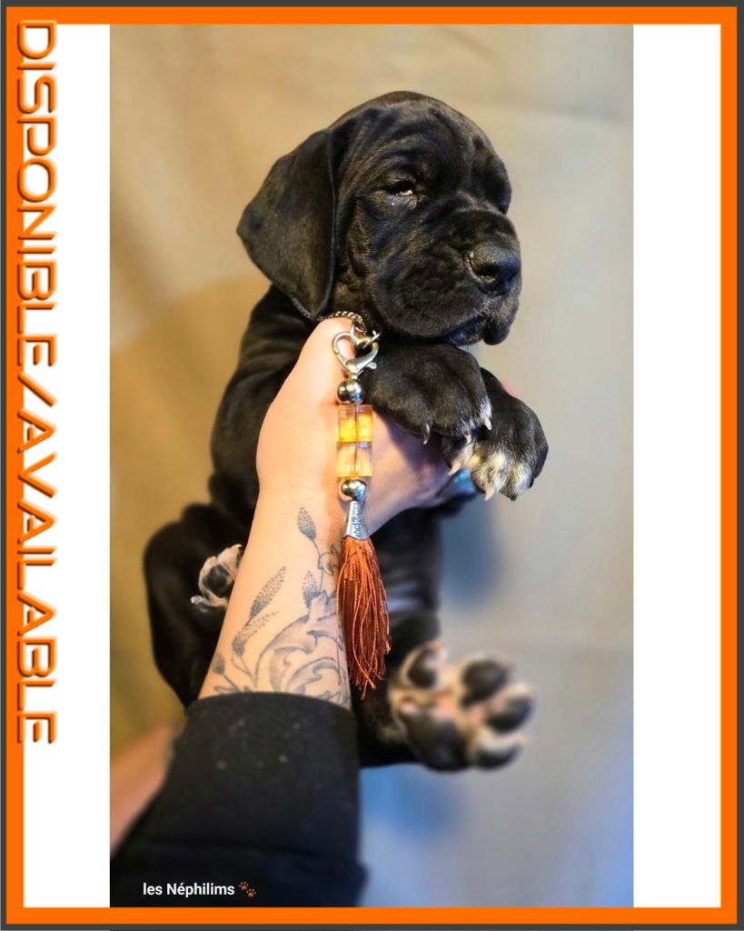 De La Guilde Des Néphilims - Chiots disponibles - Dogue allemand