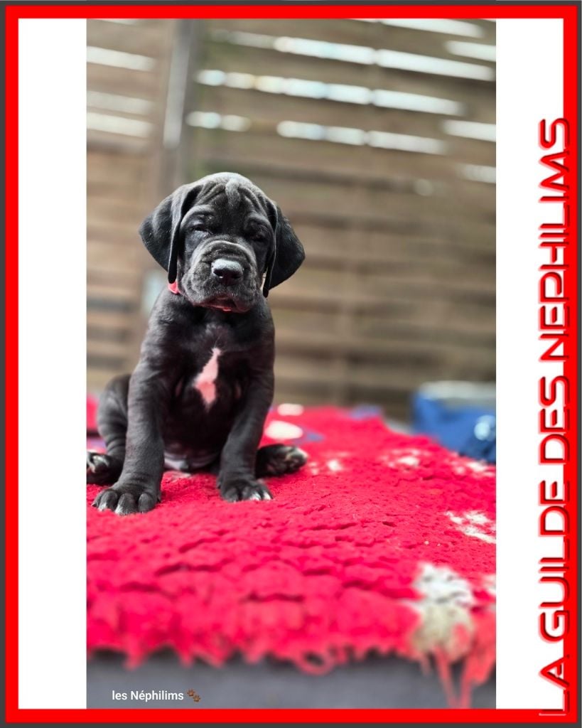 De La Guilde Des Néphilims - Chiots disponibles - Dogue allemand