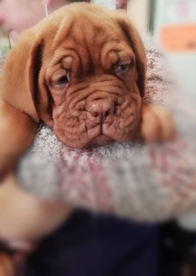 Du Moulin  Des Dogues - Chiots disponibles - Dogue de Bordeaux