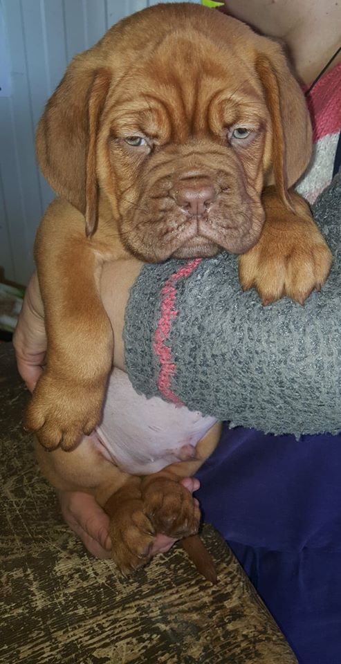 Du Moulin  Des Dogues - Chiots disponibles - Dogue de Bordeaux