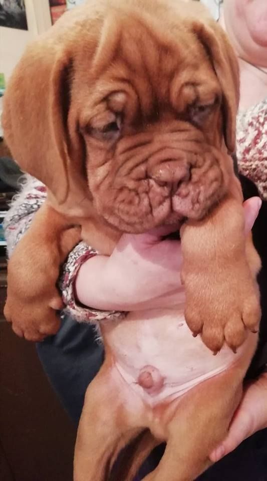 Du Moulin  Des Dogues - Chiots disponibles - Dogue de Bordeaux