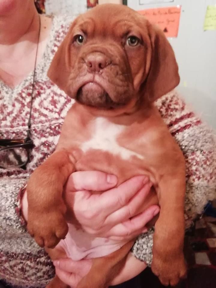 Du Moulin  Des Dogues - Chiots disponibles - Dogue de Bordeaux