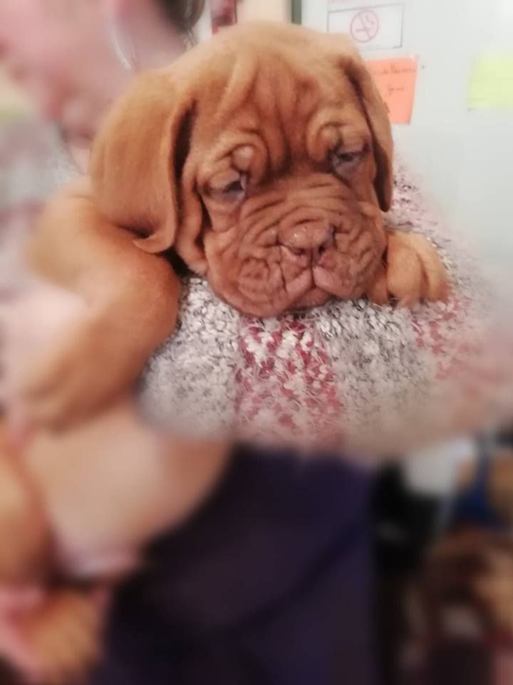 Du Moulin  Des Dogues - Chiots disponibles - Dogue de Bordeaux