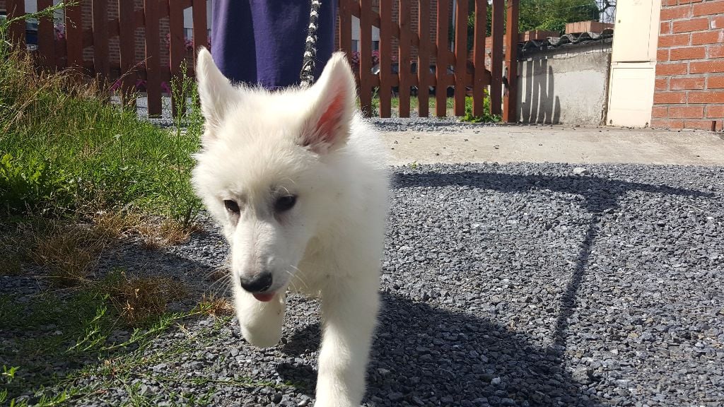 Du Moulin  Des Dogues - Chiots disponibles - Berger Blanc Suisse