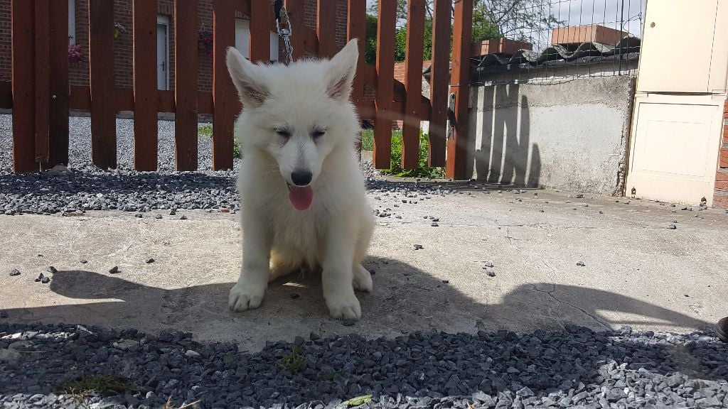 Du Moulin  Des Dogues - Chiots disponibles - Berger Blanc Suisse