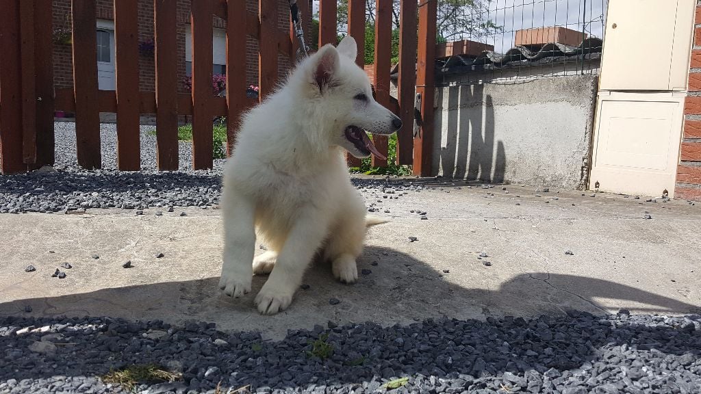 Du Moulin  Des Dogues - Chiots disponibles - Berger Blanc Suisse