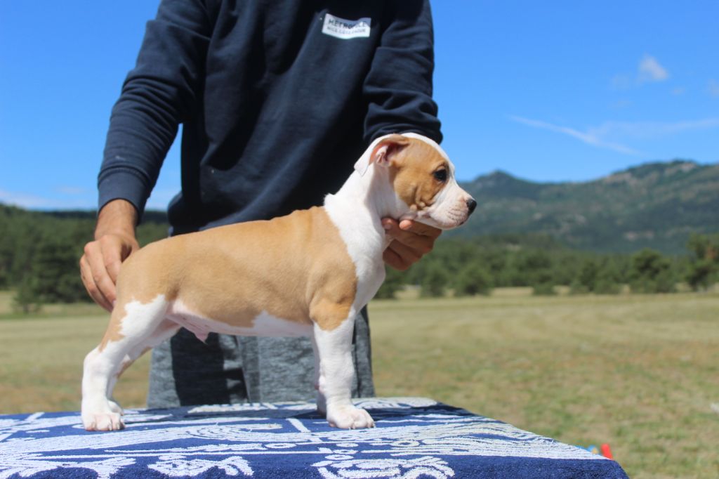 Kaly's Step - Chiots disponibles - American Staffordshire Terrier