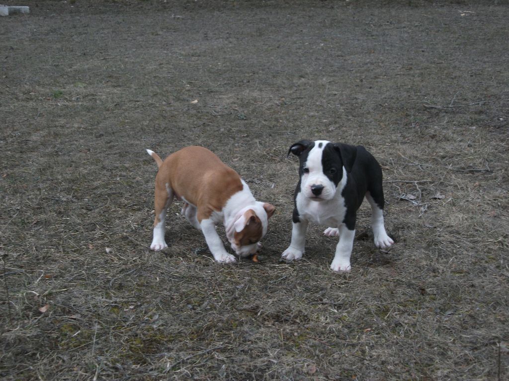 Kaly's Step - American Staffordshire Terrier - Portée née le 23/01/2018