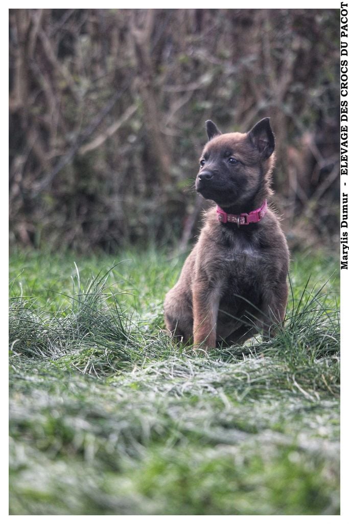 Des Crocs Du Pacot - Chiots disponibles - Berger Belge