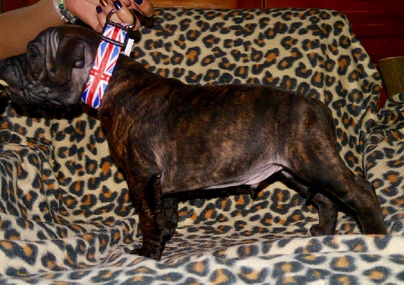 De La Légende Des Valkyries - Staffordshire Bull Terrier - Portée née le 05/10/2015