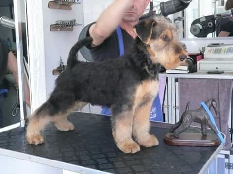 Aireniemeyer - Chiots disponibles - Airedale Terrier