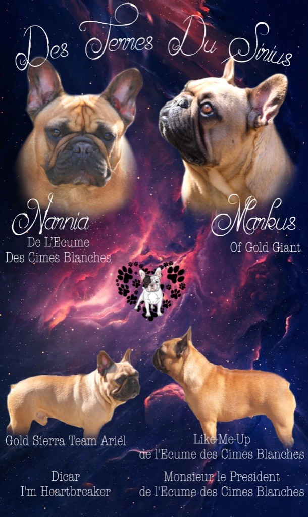 des Terres du Sirius - Bouledogue français - Portée née le 23/06/2020