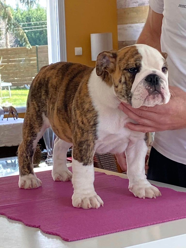 Chiot Bulldog Anglais Lilylove