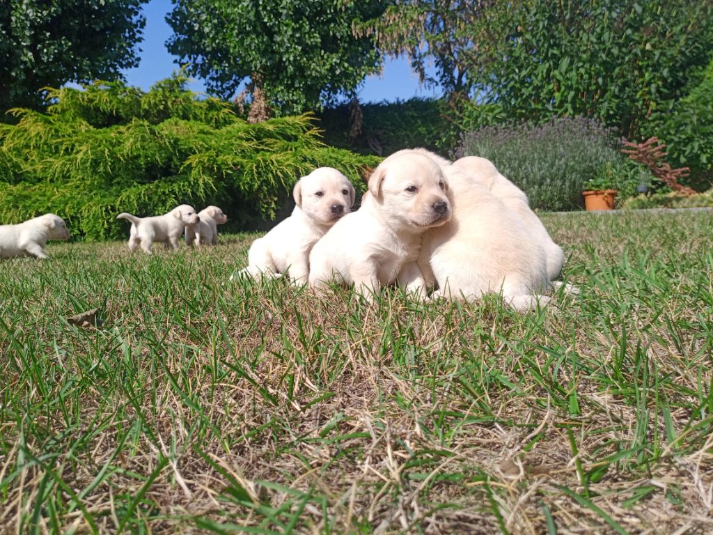 du Marais Flamand - Labrador Retriever - Portée née le 04/07/2022