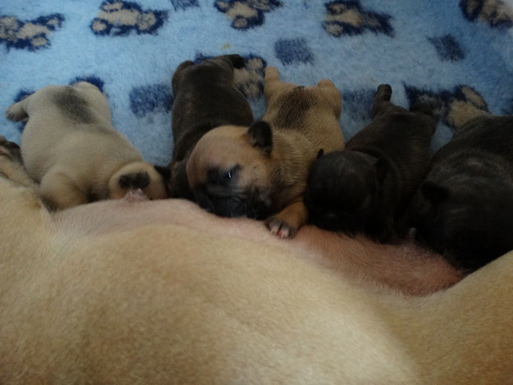 Chiot Bouledogue français Des Titis Parisiens