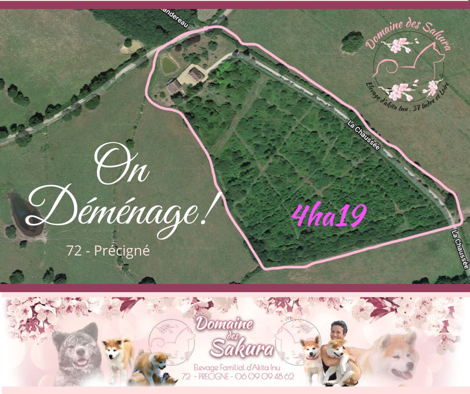 du domaine des Sakura - L'élevage Démenage !