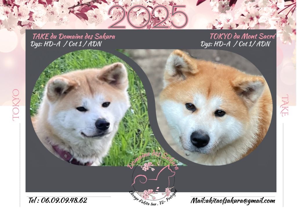 Chiot Akita du domaine des Sakura