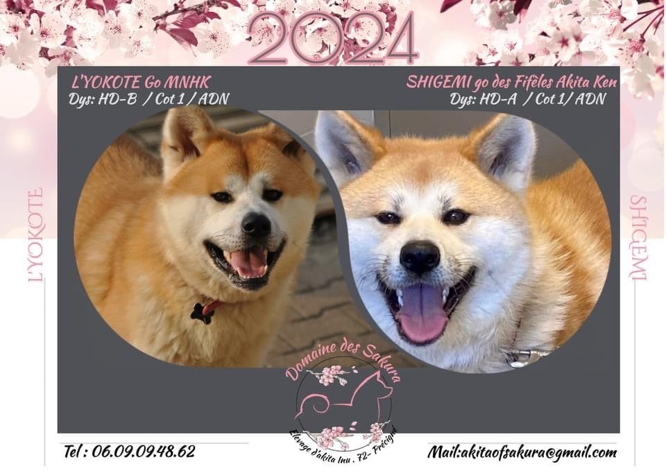 Chiot Akita du domaine des Sakura