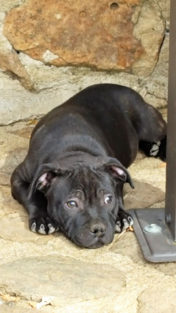 Des Terres D'Hellah - Staffordshire Bull Terrier - Portée née le 26/07/2017