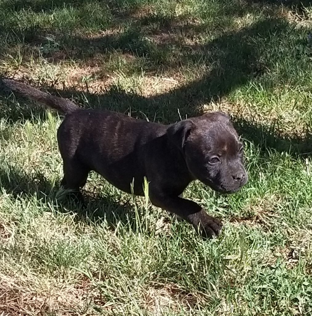 Des Terres D'Hellah - Staffordshire Bull Terrier - Portée née le 26/05/2019