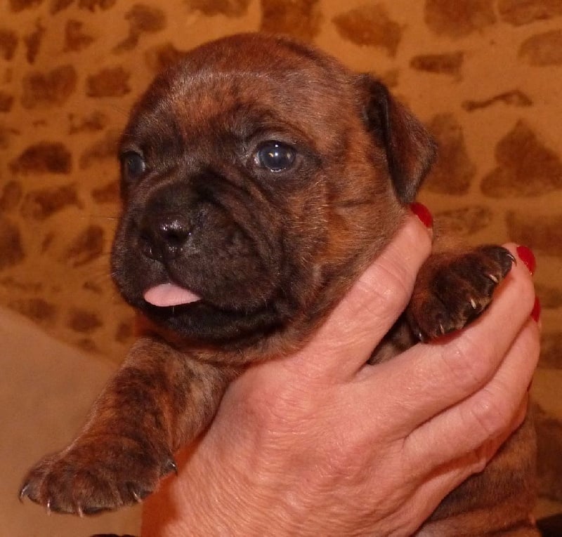 Des Terres D'Hellah - Staffordshire Bull Terrier - Portée née le 25/10/2015