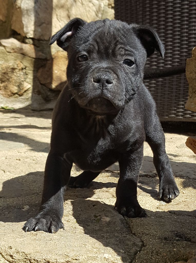 Des Terres D'Hellah - Staffordshire Bull Terrier - Portée née le 27/01/2017