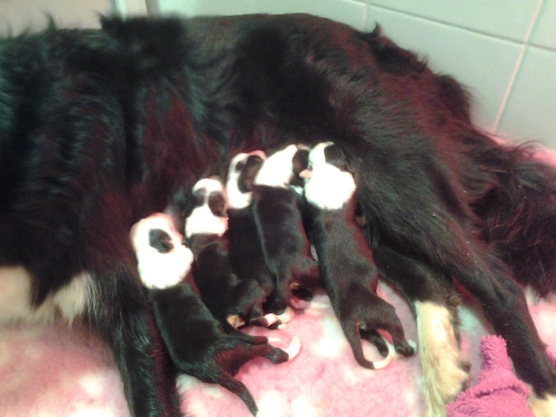 Chiot Border Collie De La Louve Aux Diamants Noirs