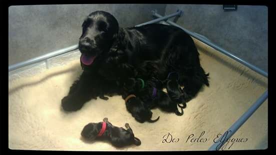 Chiot Cocker Spaniel Anglais Des Perles Elfyques