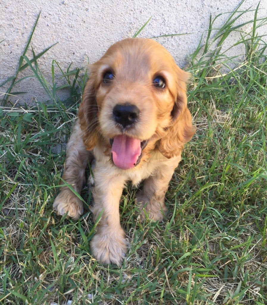 Des Perles Elfyques - Cocker Spaniel Anglais - Portée née le 25/05/2019