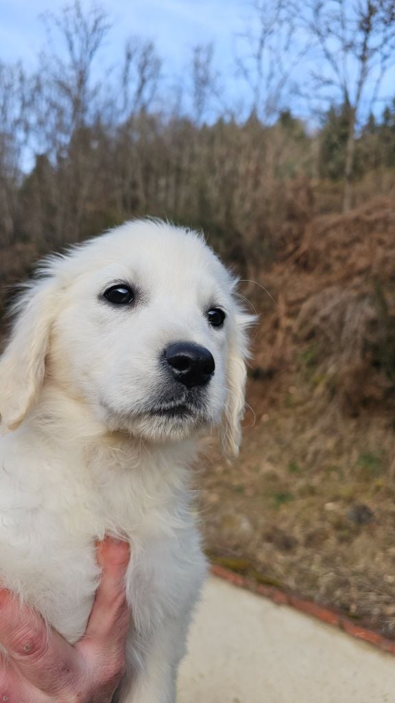 du Moulin de Bonneval - Chiots disponibles - Golden Retriever