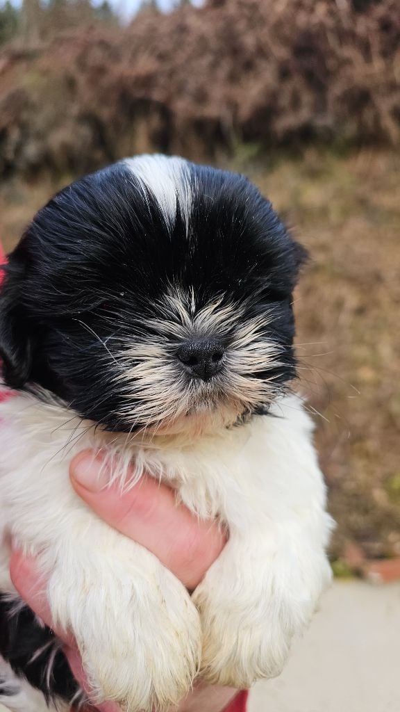 du Moulin de Bonneval - Chiots disponibles - Shih Tzu