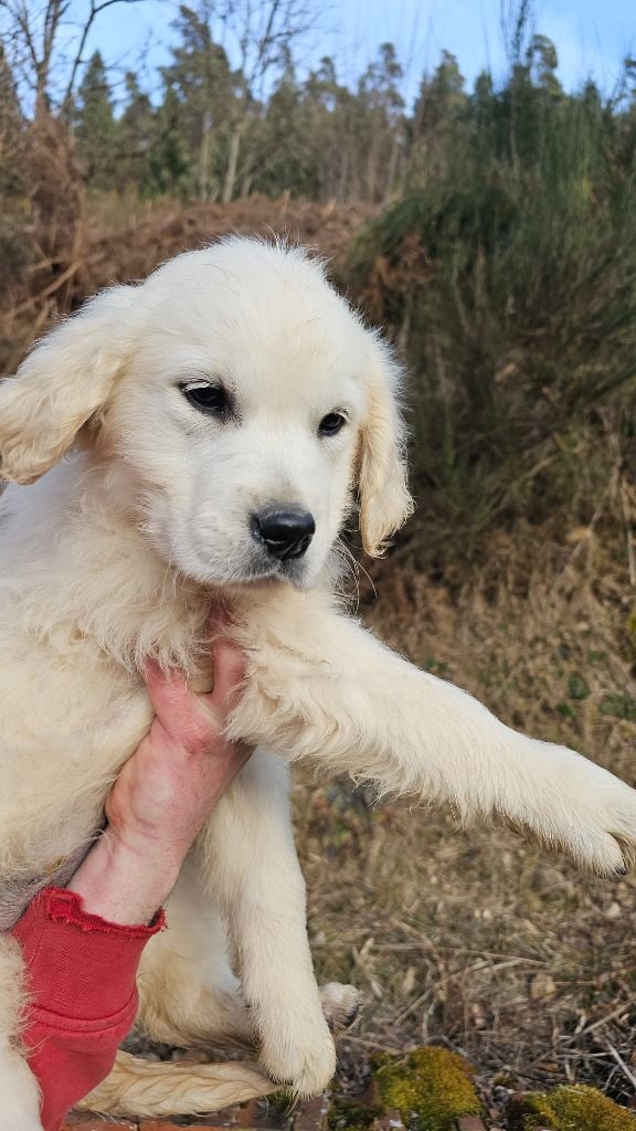 du Moulin de Bonneval - Chiots disponibles - Golden Retriever