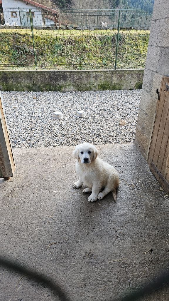 du Moulin de Bonneval - Chiots disponibles - Golden Retriever