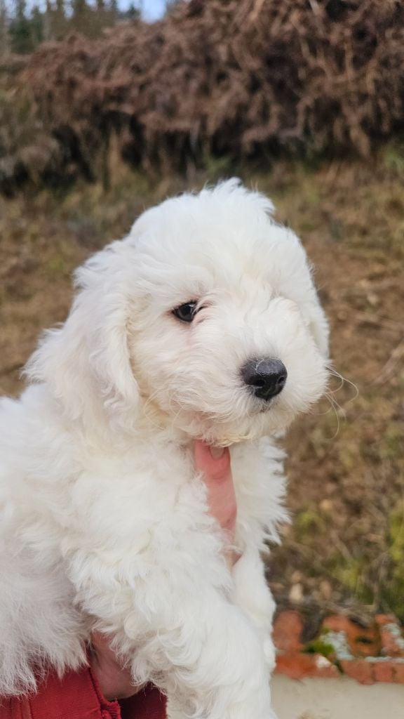 du Moulin de Bonneval - Bichon Frise - Portée née le 25/11/2024