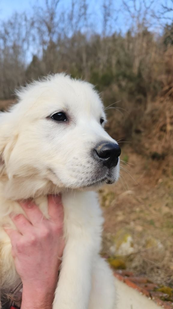 du Moulin de Bonneval - Chiots disponibles - Golden Retriever