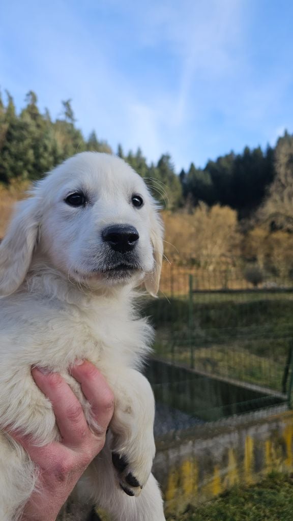 du Moulin de Bonneval - Chiots disponibles - Golden Retriever