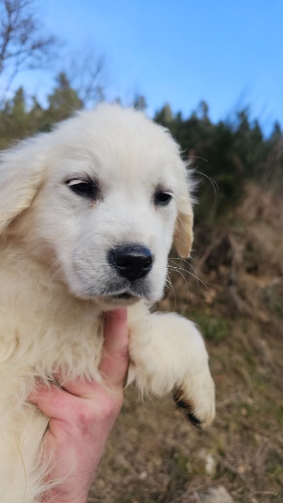 du Moulin de Bonneval - Chiots disponibles - Golden Retriever