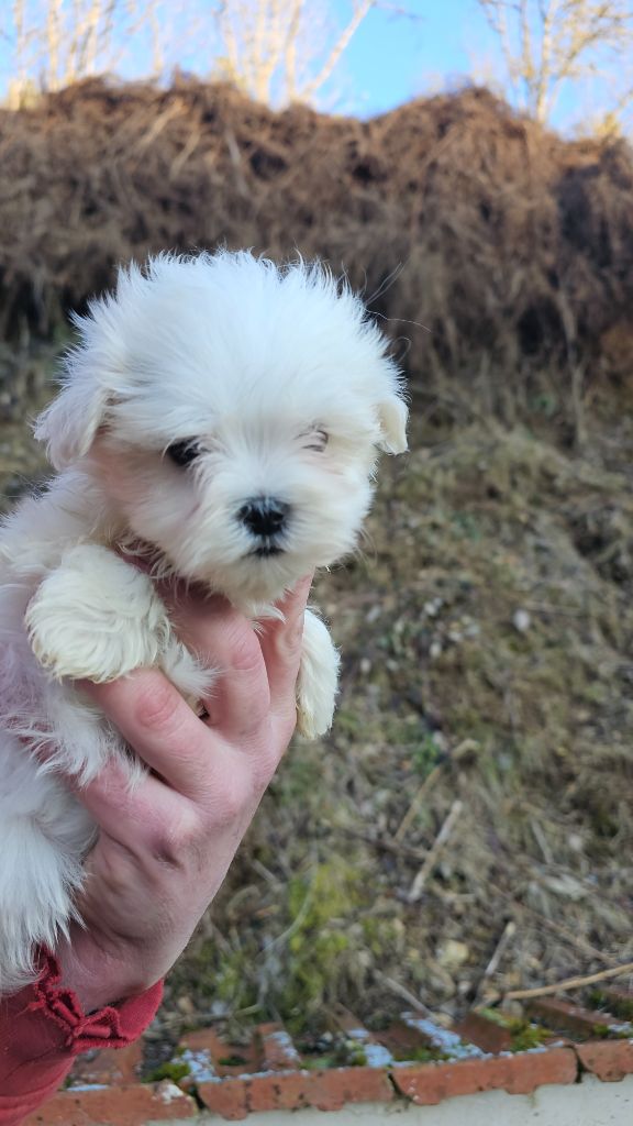 du Moulin de Bonneval - Chiots disponibles - Bichon maltais