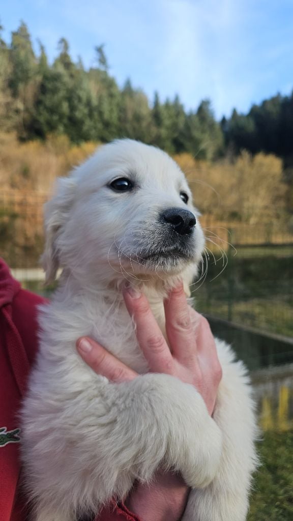 du Moulin de Bonneval - Chiots disponibles - Golden Retriever