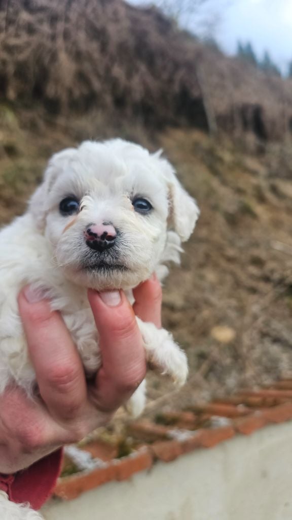 du Moulin de Bonneval - Chiots disponibles - Bichon Frise