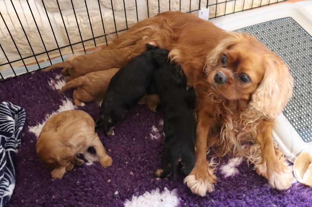 Chiot Cavalier King Charles Spaniel Du Règne Dechâtaigne