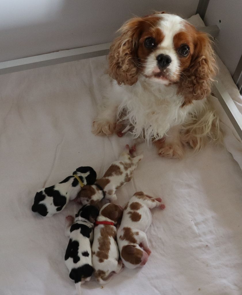 Du Règne Dechâtaigne - Cavalier King Charles Spaniel - Portée née le 18/06/2022