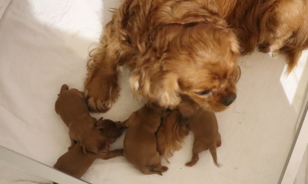 Chiot Cavalier King Charles Spaniel Du Règne Dechâtaigne