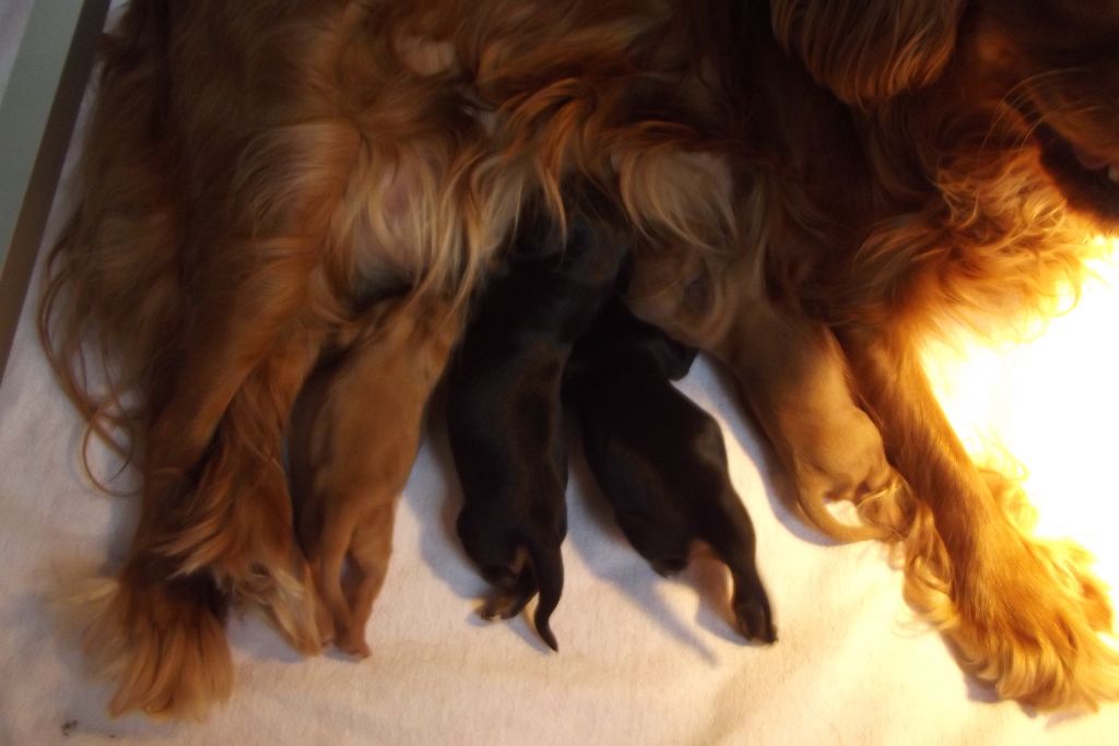 Du Règne Dechâtaigne - Cavalier King Charles Spaniel - Portée née le 09/02/2018