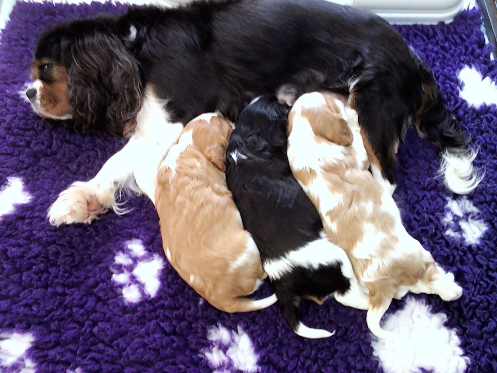 Du Règne Dechâtaigne - Cavalier King Charles Spaniel - Portée née le 12/08/2019